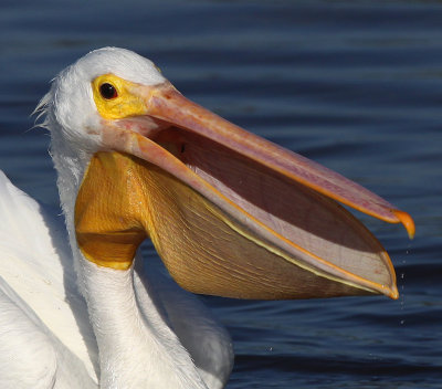 White Pelican