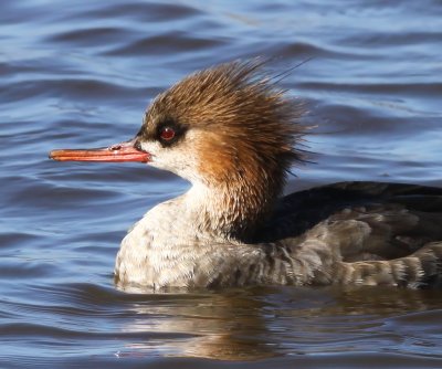 Red-Breasted Merganser