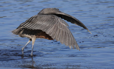 Reddish Egret