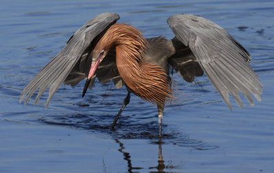 Reddish Egret