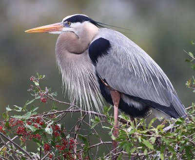 Great Blue Heron