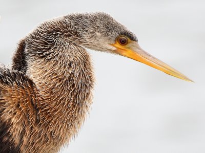 Female Anhinga