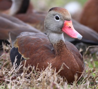 Black-Bellied Whistling Duck