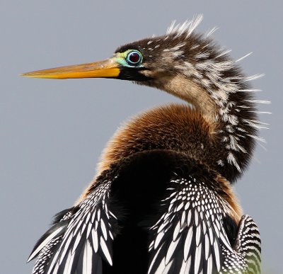 Female Anhinga