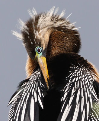 Female Anhinga