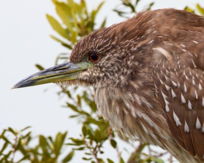 Yellow-Crowned Night Heron (Immature)