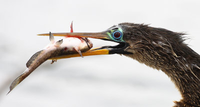 Female Anhinga