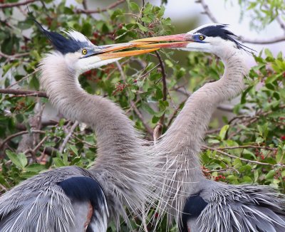 Great Blue Herons