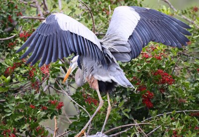 Great Blue Heron