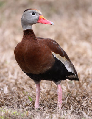 Black-Bellied Whistling Duck