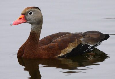 Black-Bellied Whistling Duck