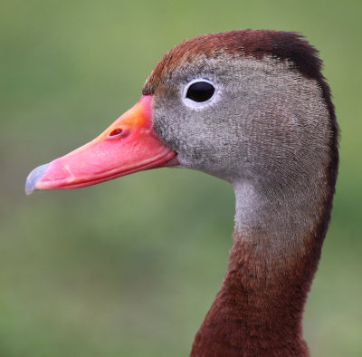 Black-Bellied Whistling Duck