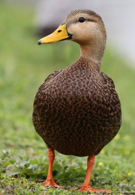 Mottled Duck