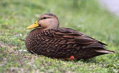 Mottled Duck