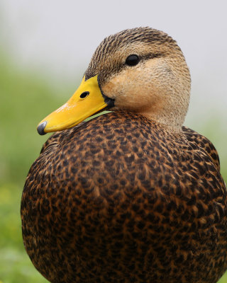 Mottled Duck