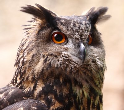 Eurasian Eagle Owl