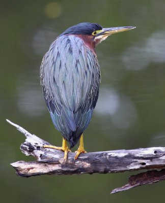 Green Backed Heron
