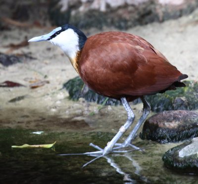 African Jacana +IMG_66607.JPG