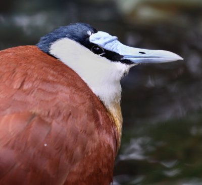 African Jacana IMG_66634.JPG