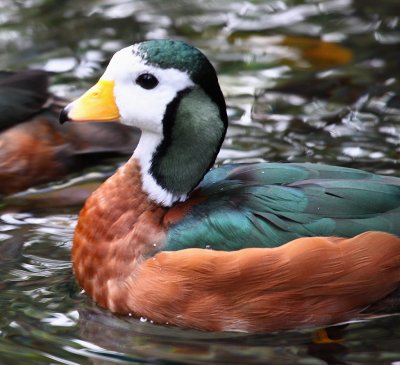 Pygmy Duck IMG_66643.JPG