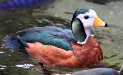 Pygmy Duck IMG_66646.JPG