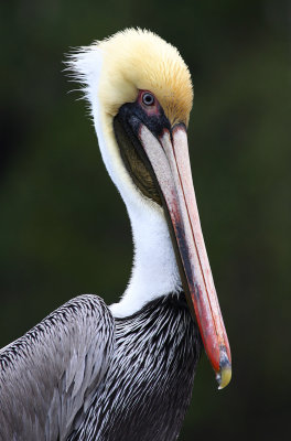 Ponce de Leon Park