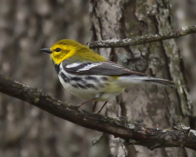 Black-Throated Green Warbler