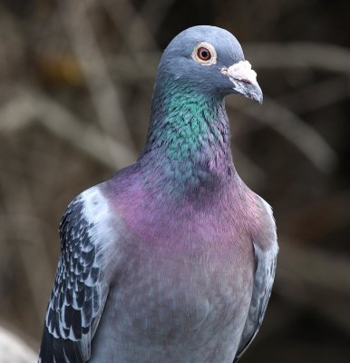Rock Pigeon