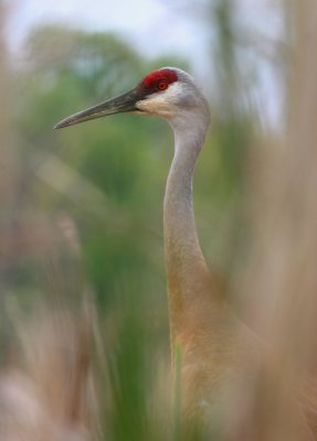 Sandhill Crane