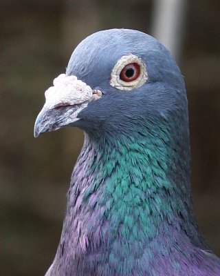 Rock Pigeon