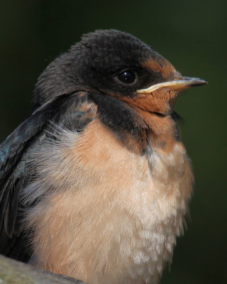 Tree Swallow