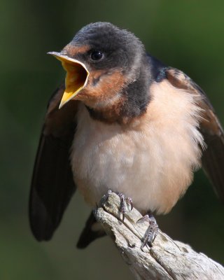 Tree Swallow