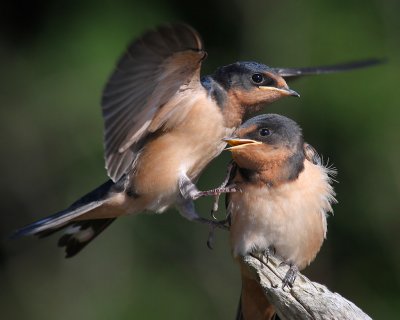 Tree Swallows