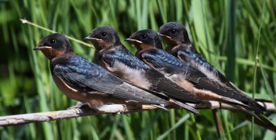 Birds on the Galien River