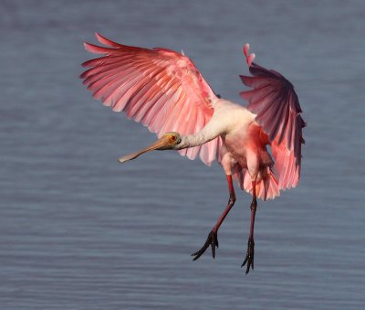 Roseate Spoonbill