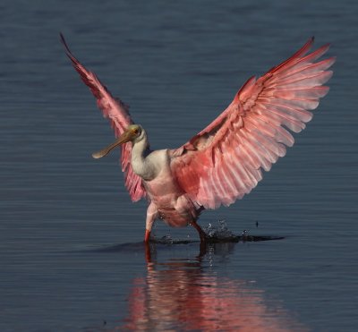 Roseate Spoonbill