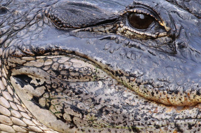 Alligator