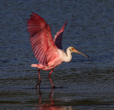 Roseate Spoonbill