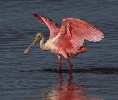 Roseate Spoonbill