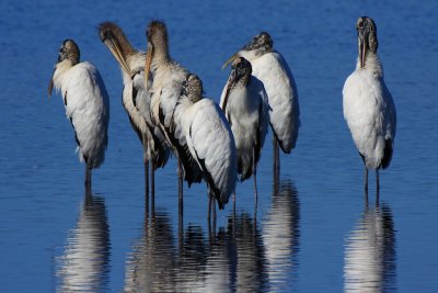 Wood Storks