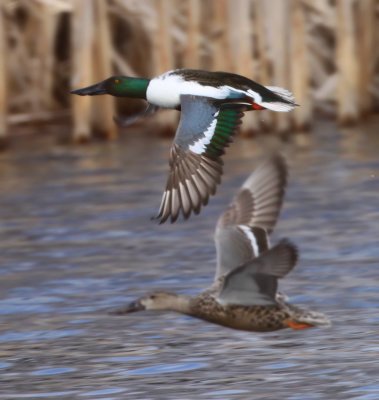 Northern Shovelers