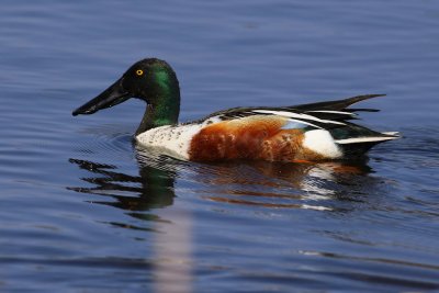 Northern Shoveler