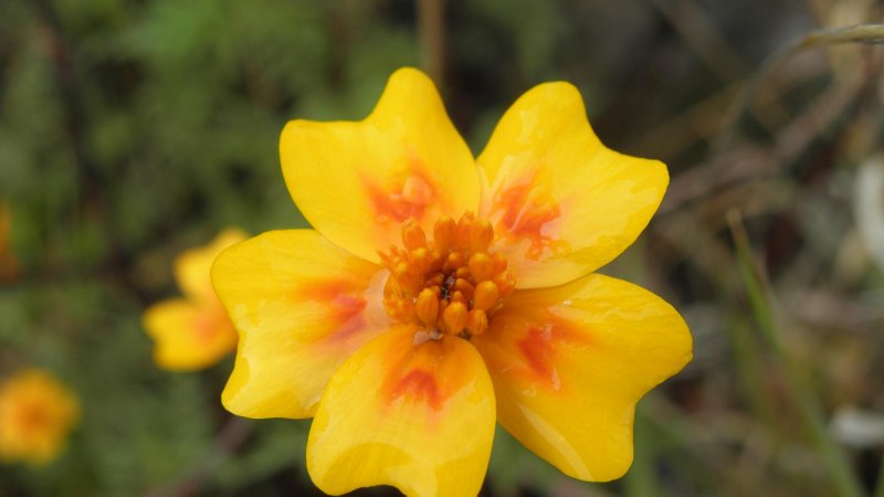 Tagetes lunulata