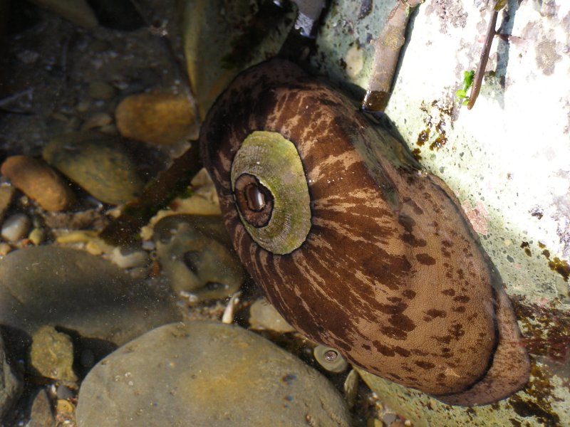 Keyhole Limpet, Megathura crenulata