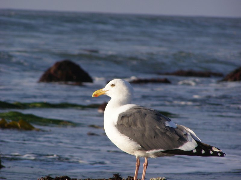 Western Gull