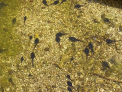 9 tadpoles