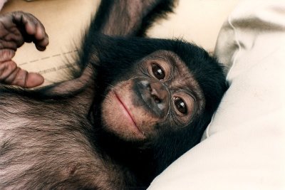 Pan paniscus, Pygmy Chimpanzee,
