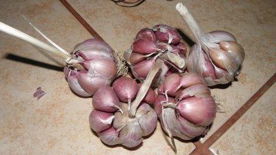 Garlic for 0.15 cents each