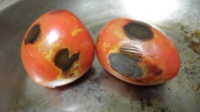 Pan roasted tomatoes for salsa