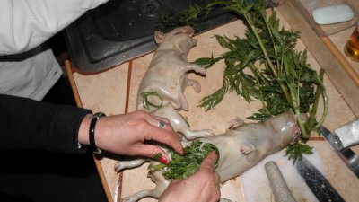 Stuffing Cuy (guinea pigs) with Huacatay